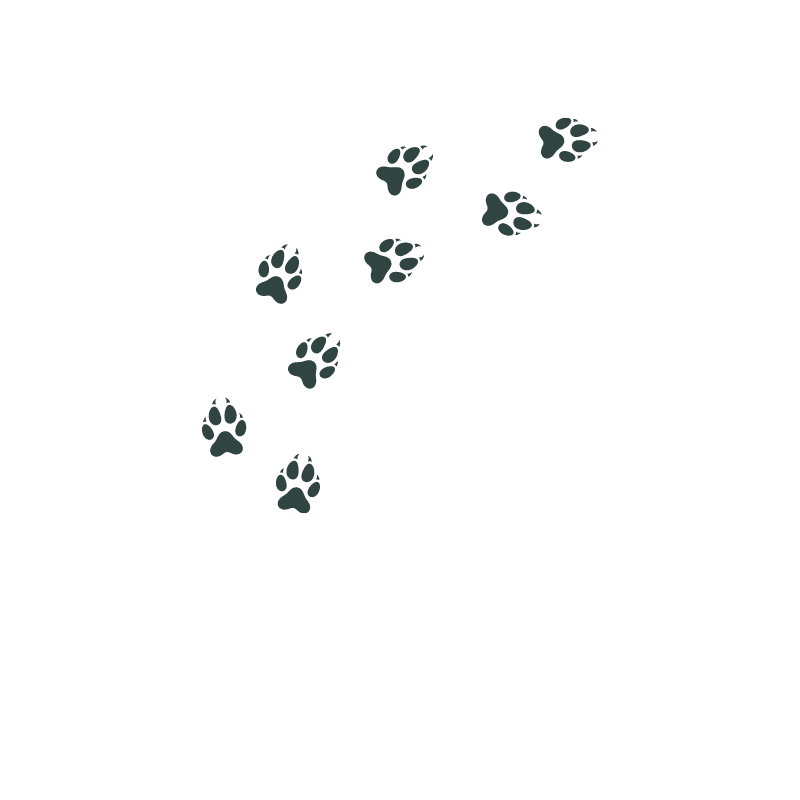 pattes de loups les loups du parc