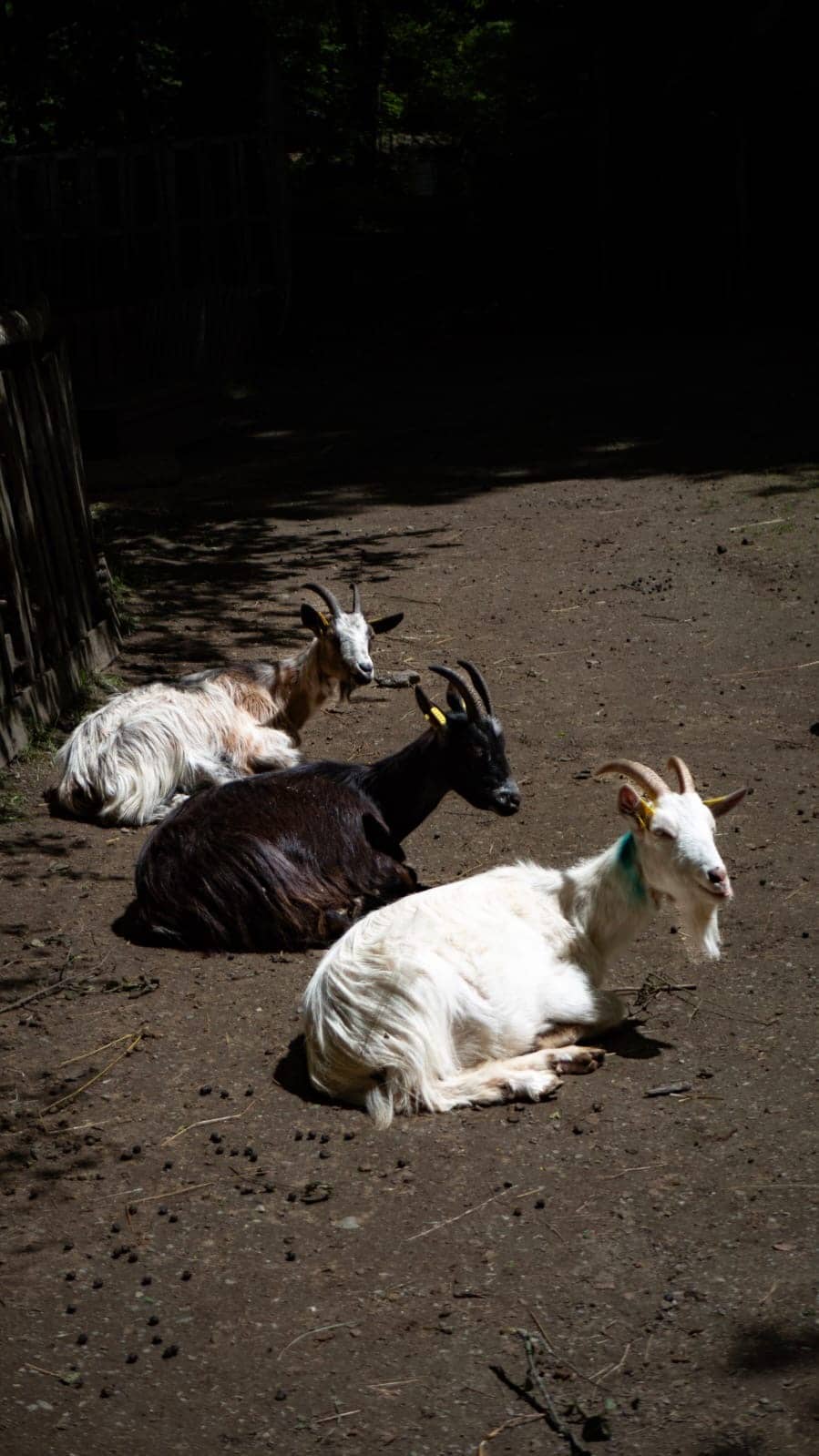 Chèvres de la Maison des Loups Chèvres de la Maison des Loups