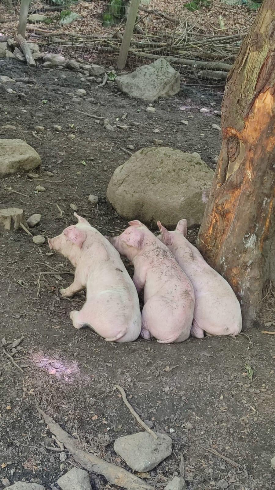 Trois petits cochons de la Maison des Loups Trois petits cochons de la Maison des Loups